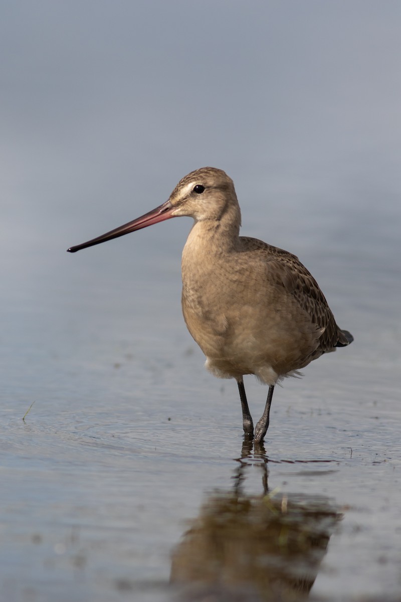 Hudsonian Godwit - ML384547961