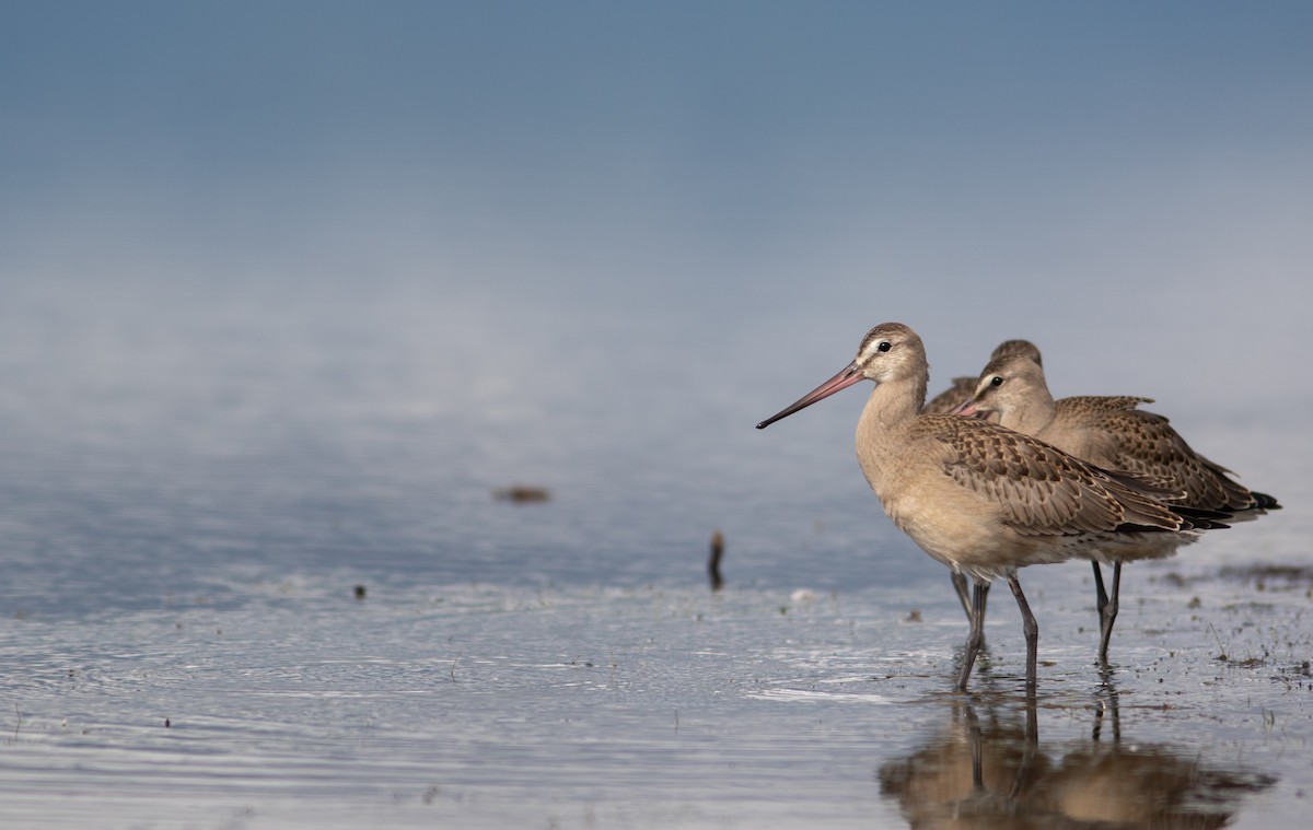 Hudsonian Godwit - ML384548031