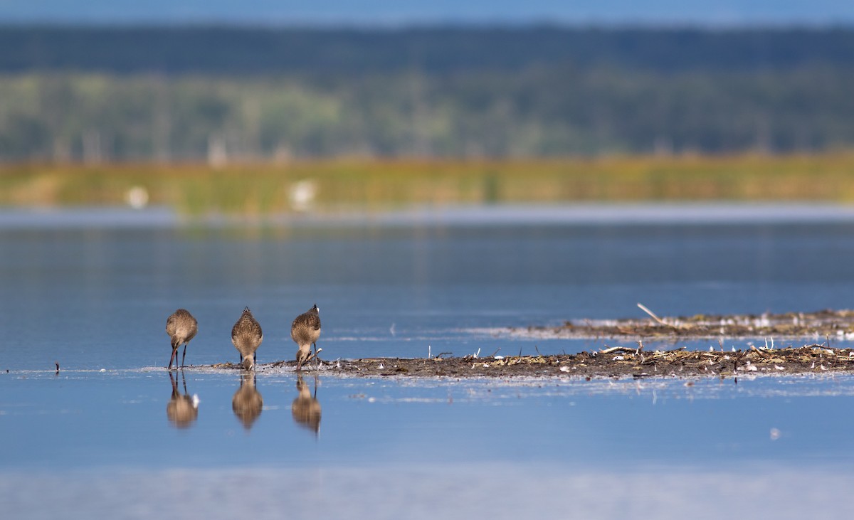 Hudsonian Godwit - ML384548041