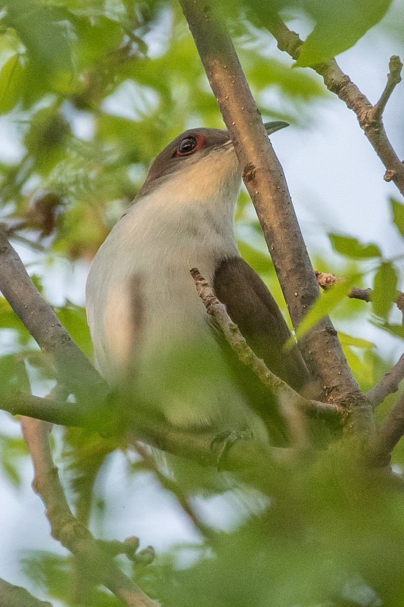 Black-billed Cuckoo - ML384548131