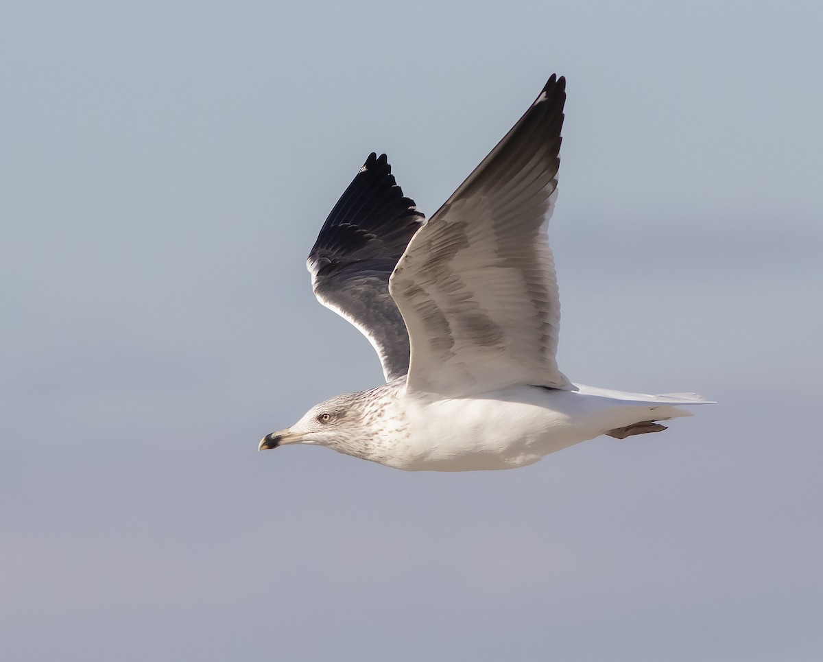 Lesser Black-backed Gull - John Gluth