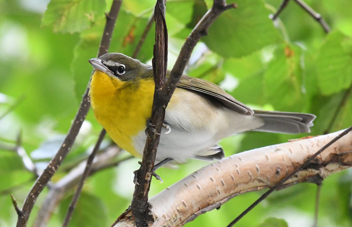 Yellow-breasted Chat (virens) - Tim Healy