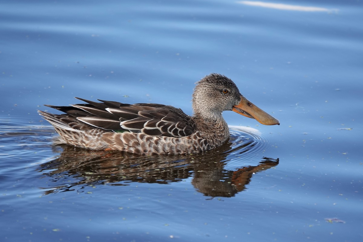 Northern Shoveler - mc coburn