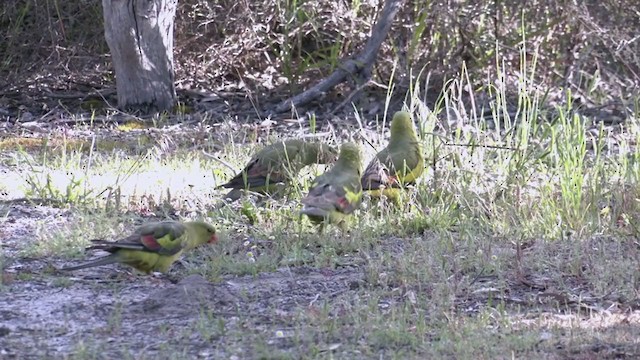 Regent Parrot - ML384549841