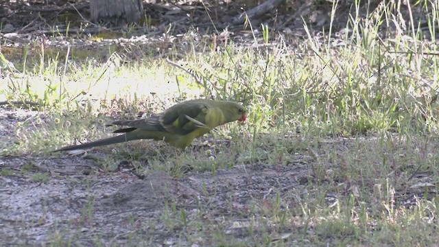 Regent Parrot - ML384550431