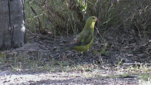 Regent Parrot - ML384550961