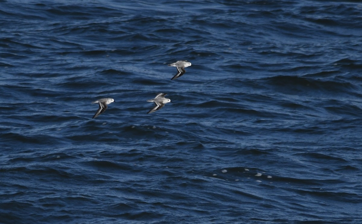 Bécasseau sanderling - ML384551231