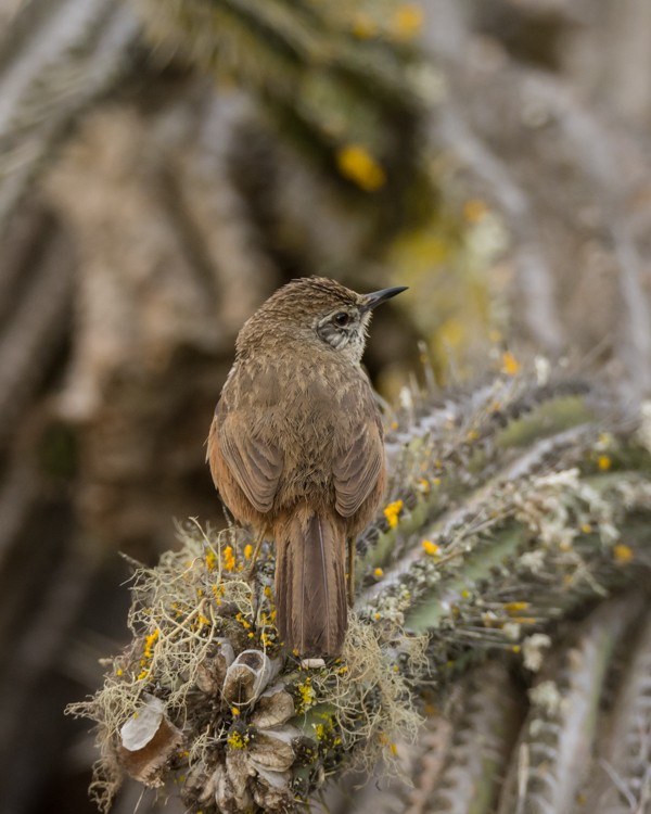 Dusky-tailed Canastero - Jaime Soto