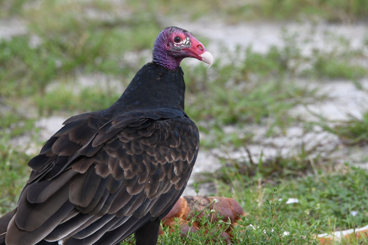 Turkey Vulture - Clay Bliznick