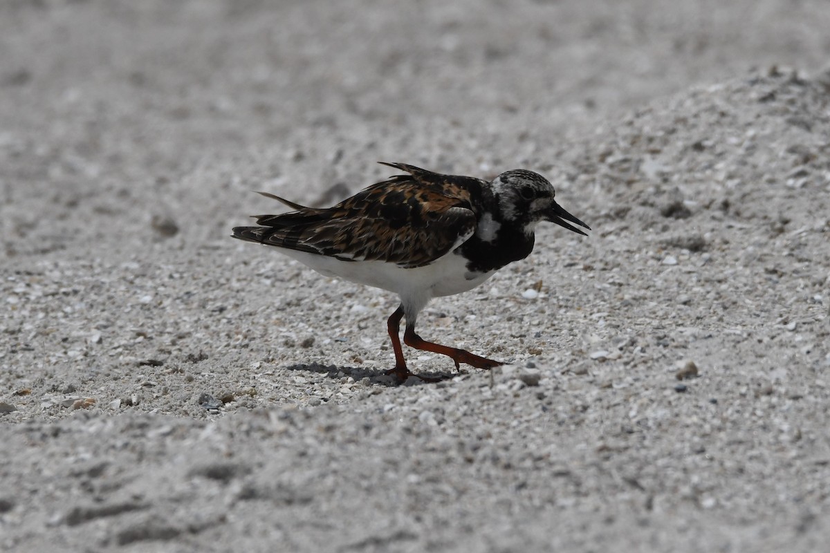 Ruddy Turnstone - ML384556121