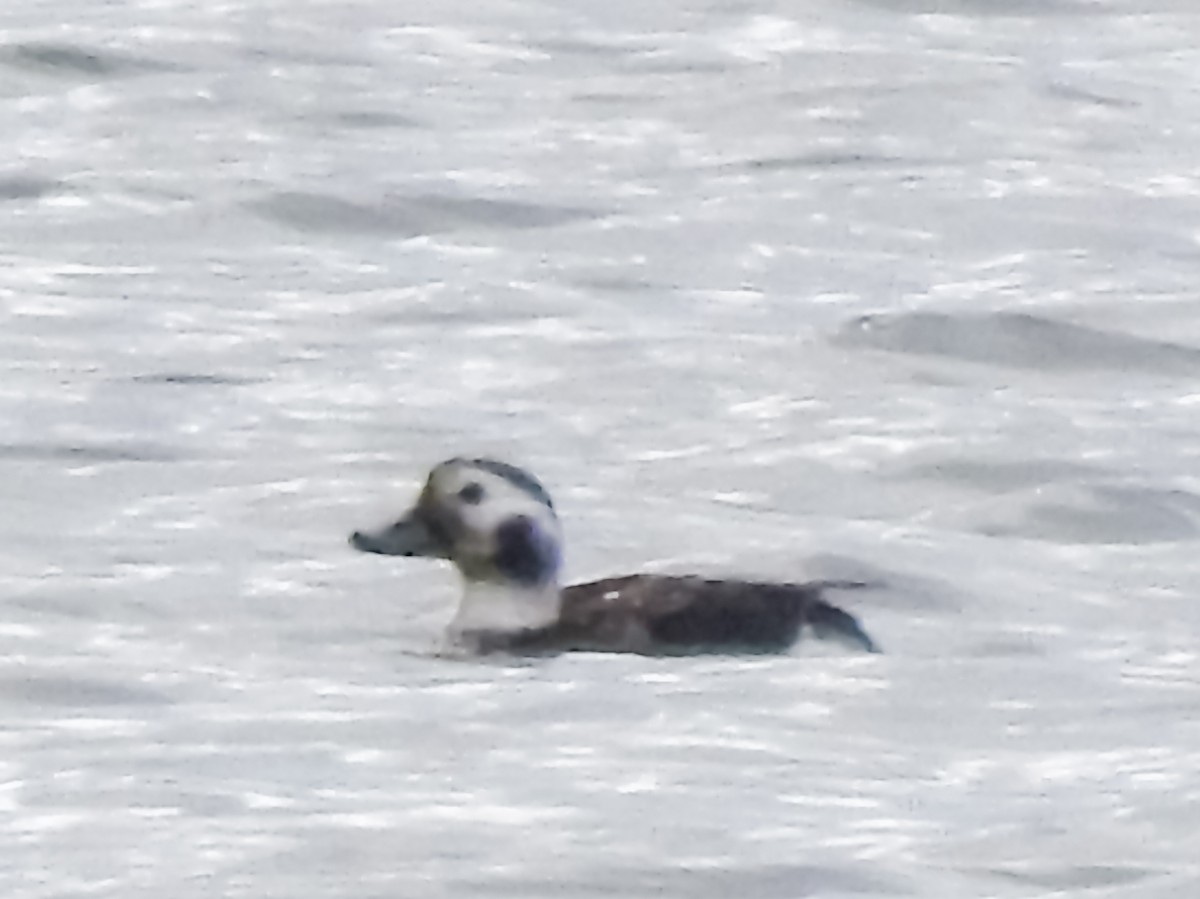 Long-tailed Duck - ML384557331