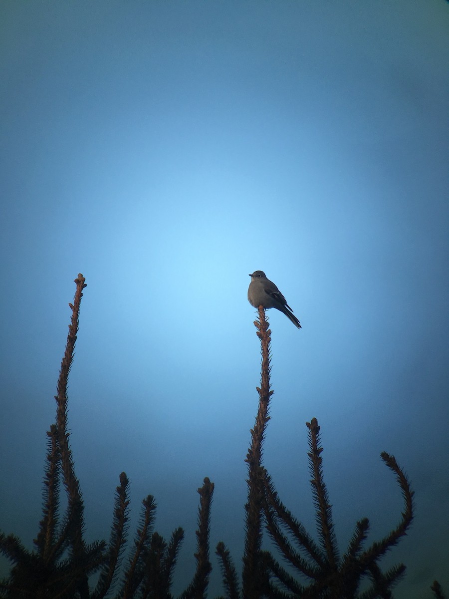 Townsend's Solitaire - William Konze