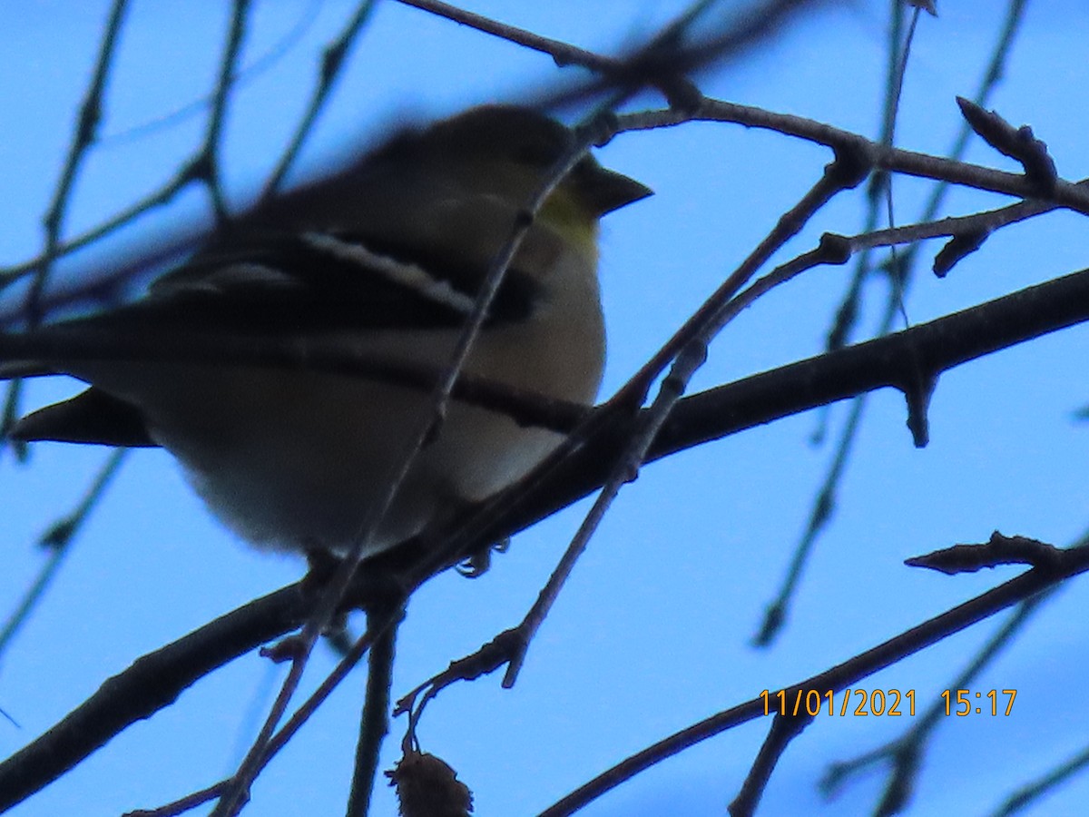 American Goldfinch - ML384559411