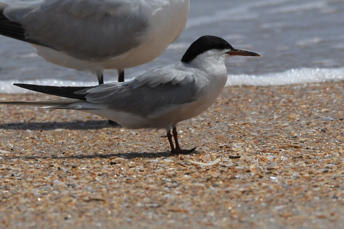 Common Tern - ML384560851