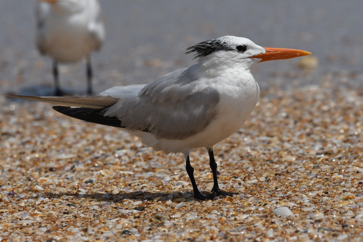 Royal Tern - ML384560911