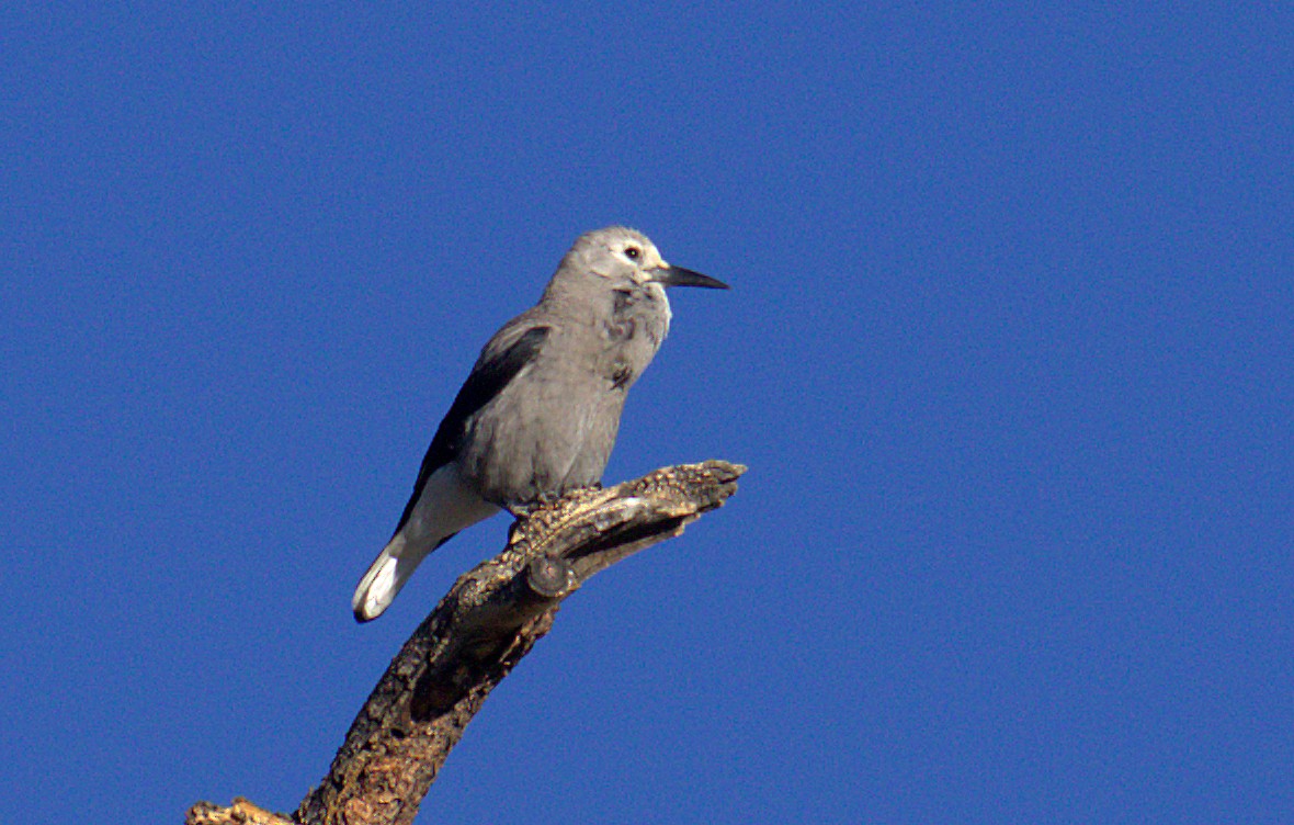 Clark's Nutcracker - Curtis Marantz