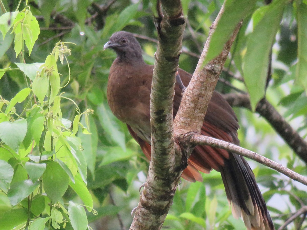 Chachalaca Cabecigrís - ML38456111