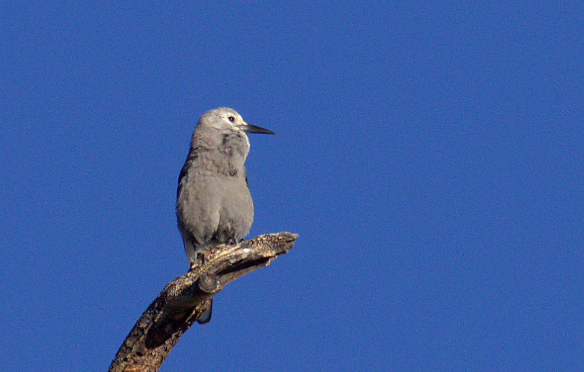 Clark's Nutcracker - ML384561131