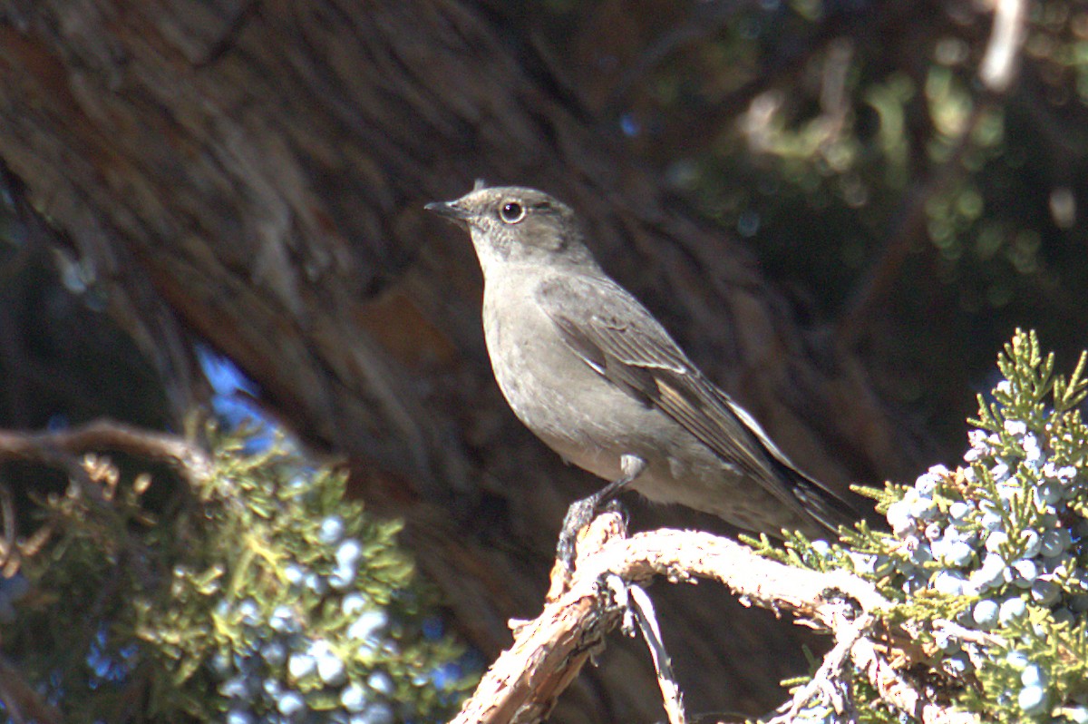 Townsend's Solitaire - ML384561211