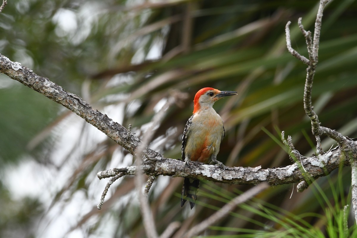 Red-bellied Woodpecker - ML384561591