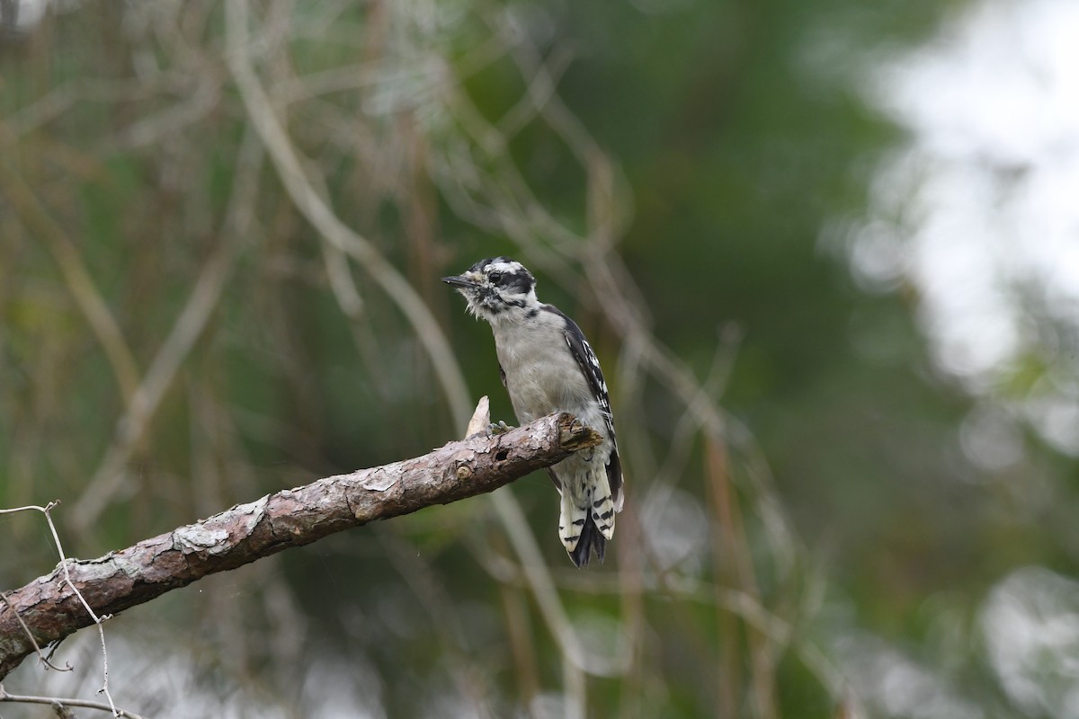 Downy Woodpecker - ML384561601