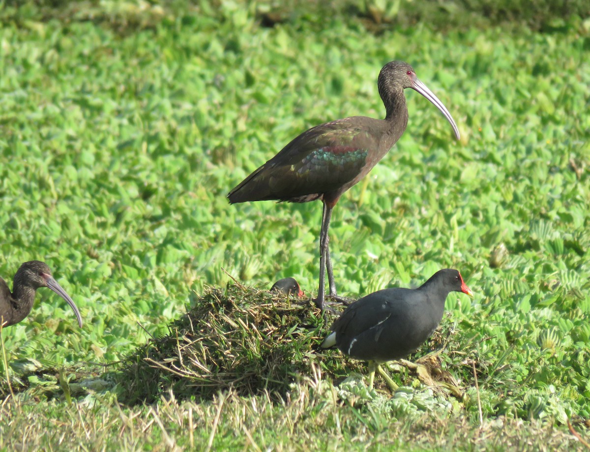 White-faced Ibis - João Menezes