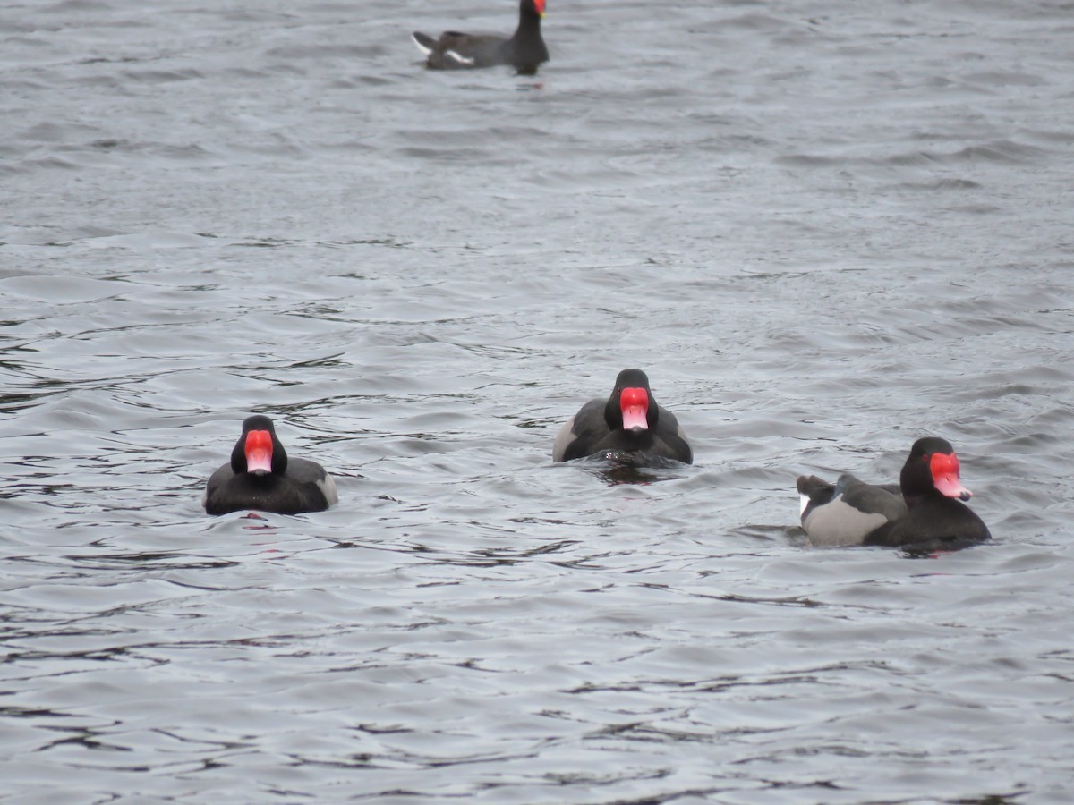 Rosy-billed Pochard - ML384563031