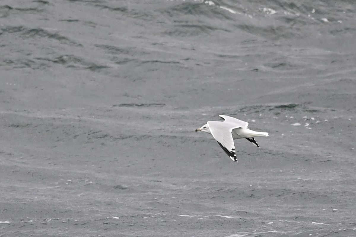 Ring-billed Gull - ML384566681