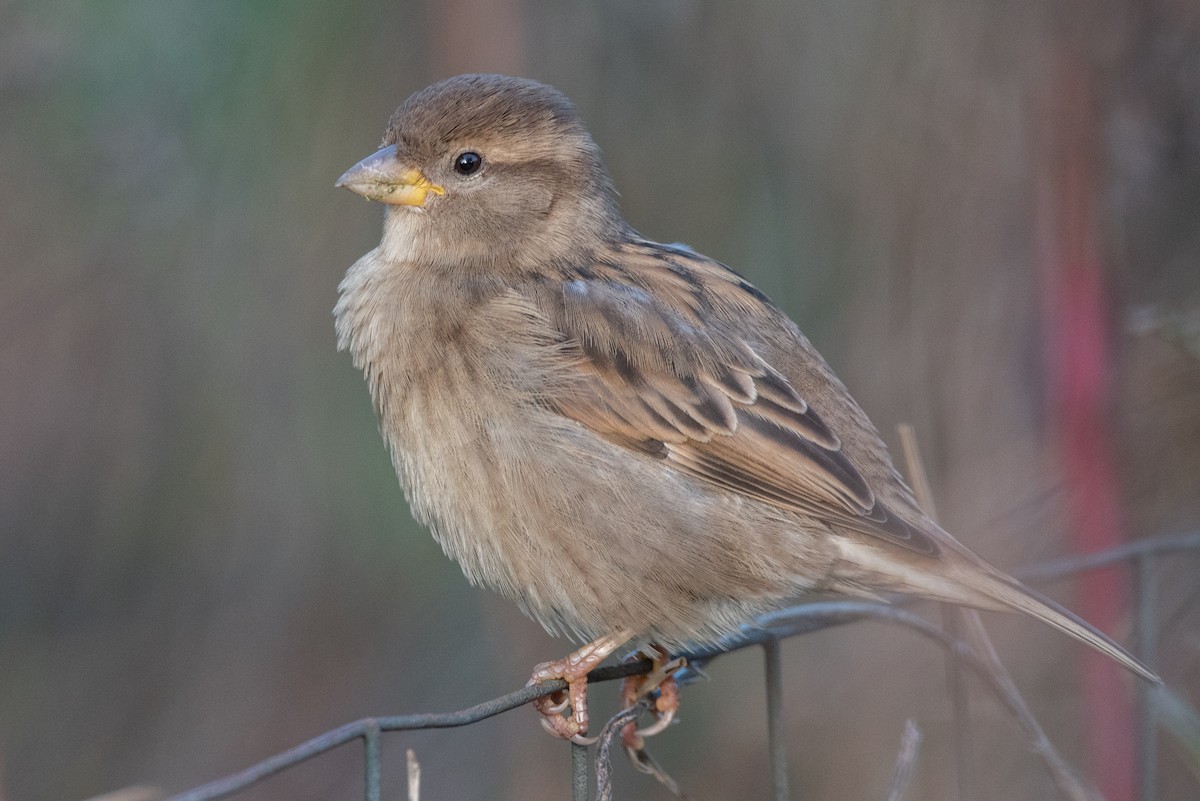 House Sparrow - Jing-Yi Lu