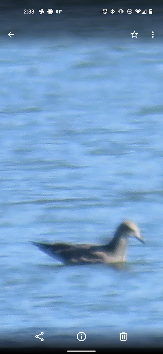 Iceland Gull - ML384569661