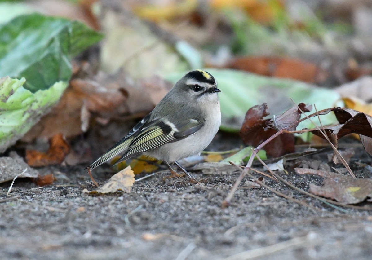 Golden-crowned Kinglet - ML384571191