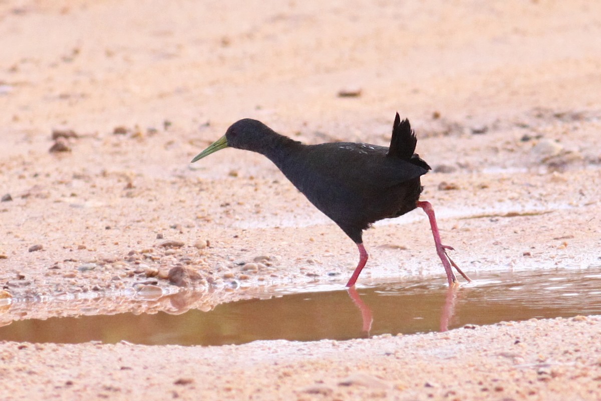 Blackish Rail - Knut Hansen