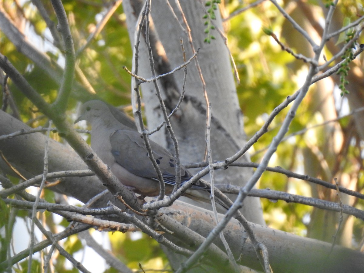 Eared Dove - ML384571711
