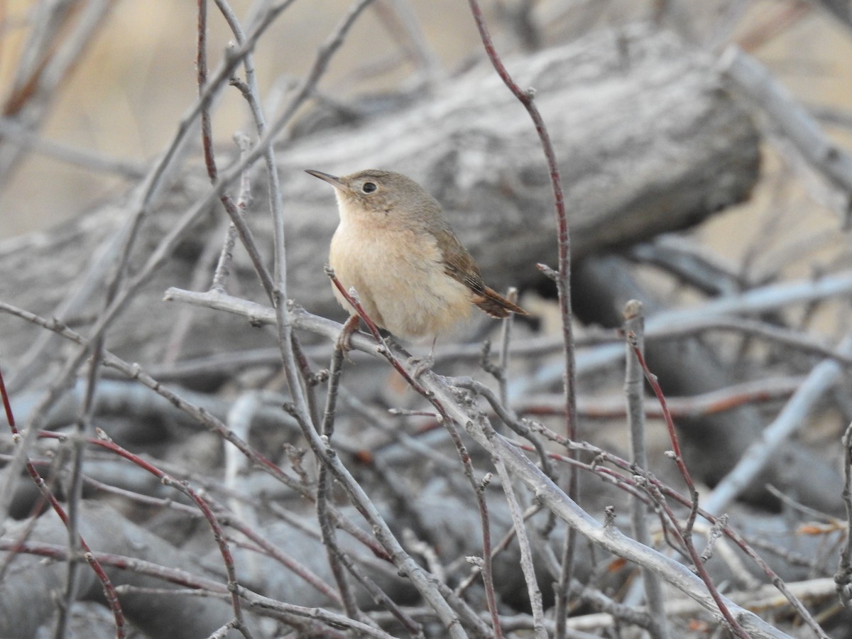 Southern House Wren - ML384571841