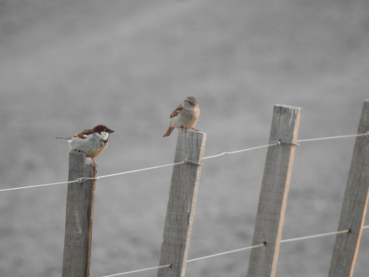 House Sparrow - ML384572081