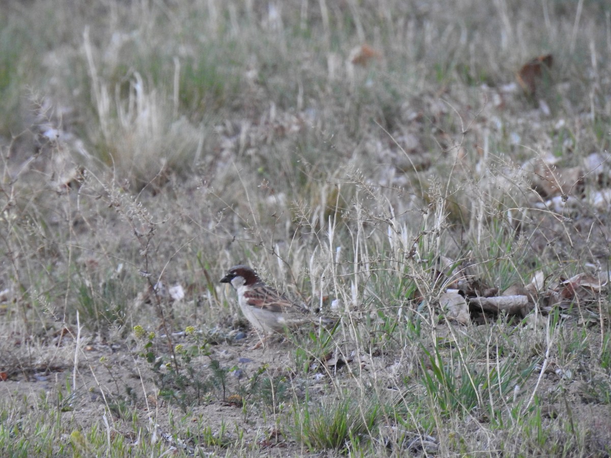 House Sparrow - ML384572191