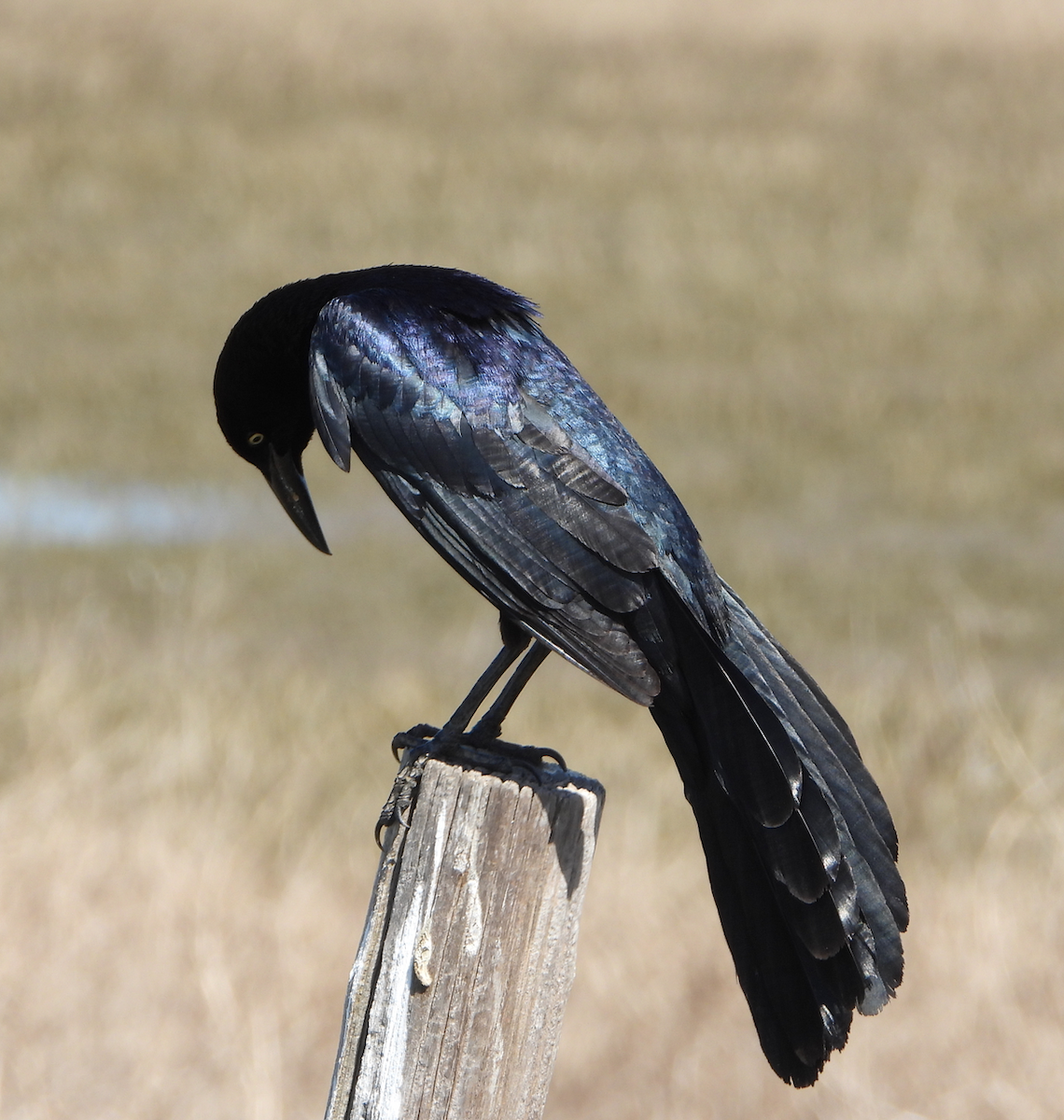 storhaletrupial - ML384574661