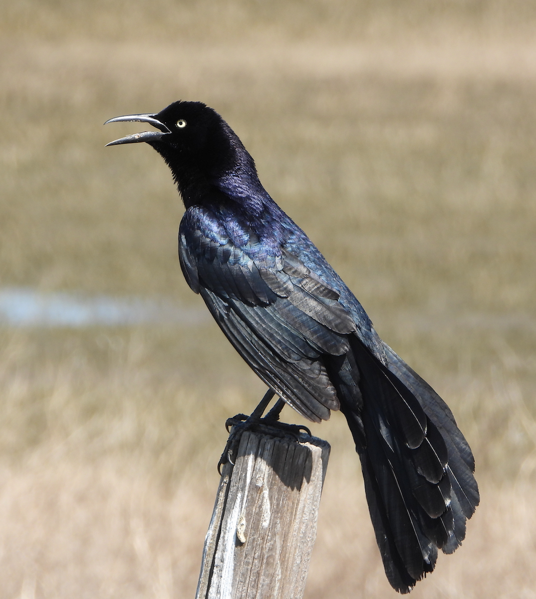 storhaletrupial - ML384574671