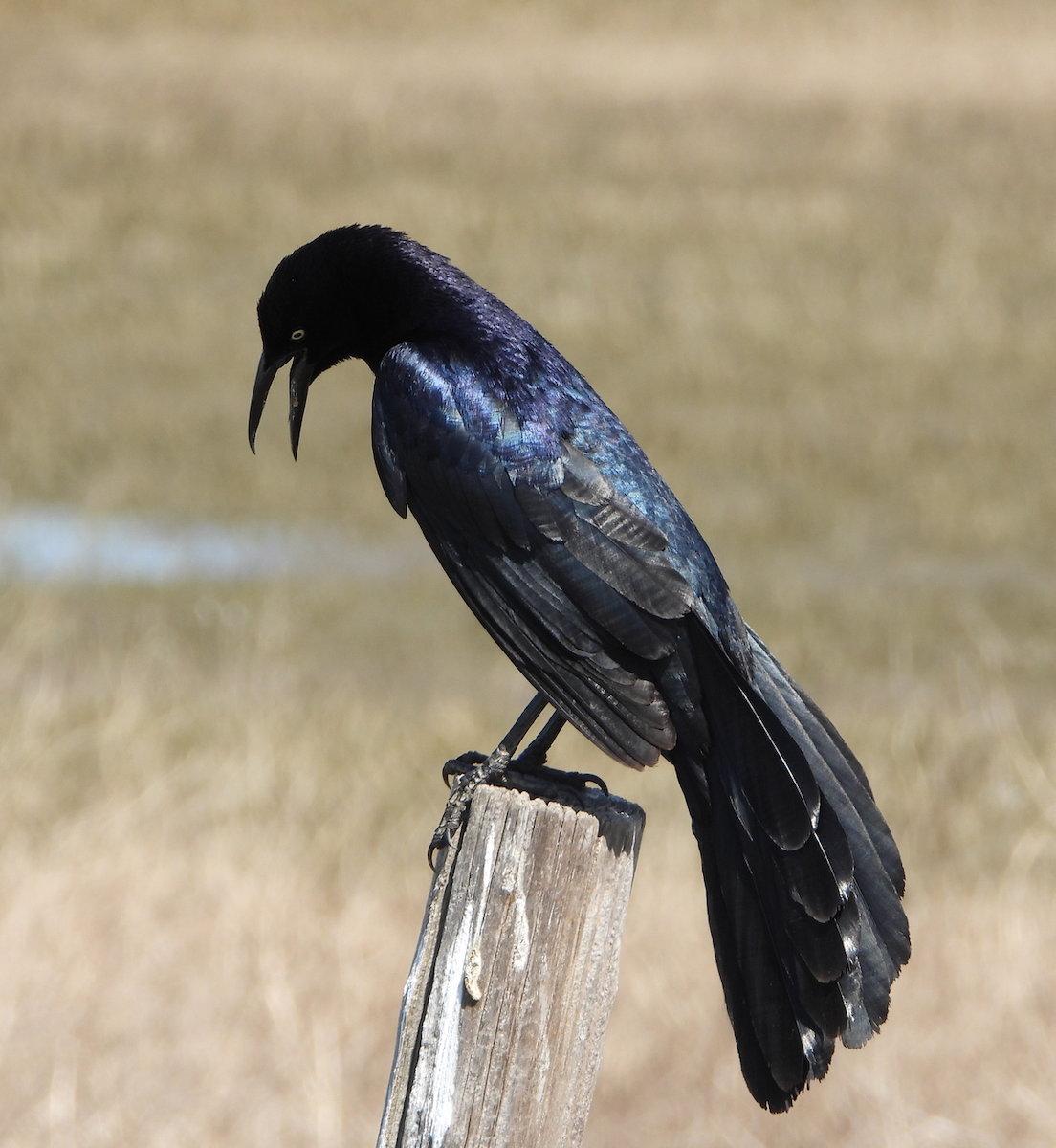 storhaletrupial - ML384574691