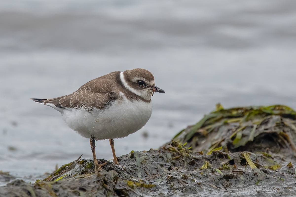 Semipalmated Plover - ML384575181