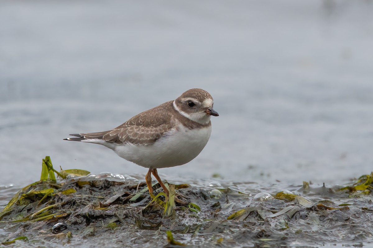 Semipalmated Plover - ML384575231