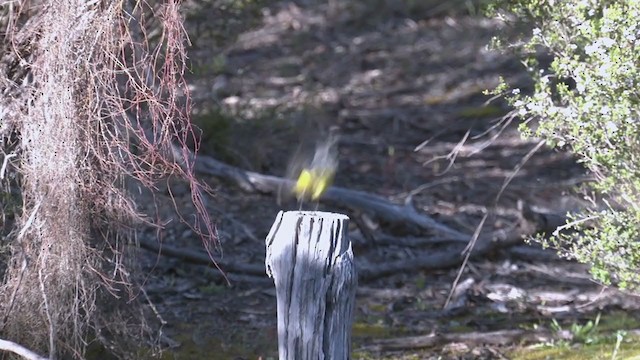 Western Yellow Robin - ML384575511