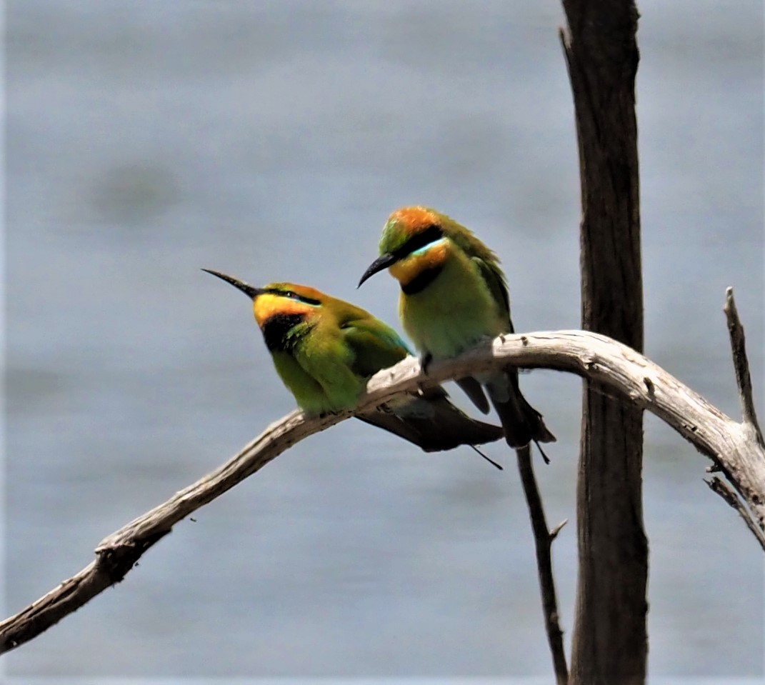 Rainbow Bee-eater - Angus Hartshorn
