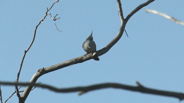 Tepeli Bronz Kumru - ML384576841