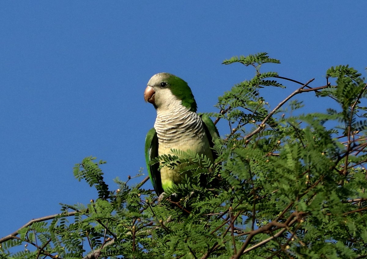 Monk Parakeet - ML384577521