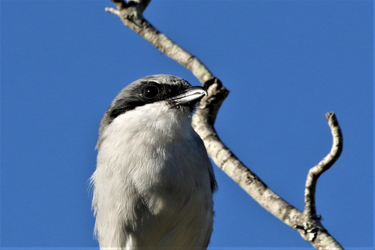 Pie-grièche migratrice - ML384582421