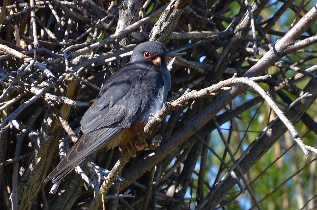 Amur Falcon - ML384583861