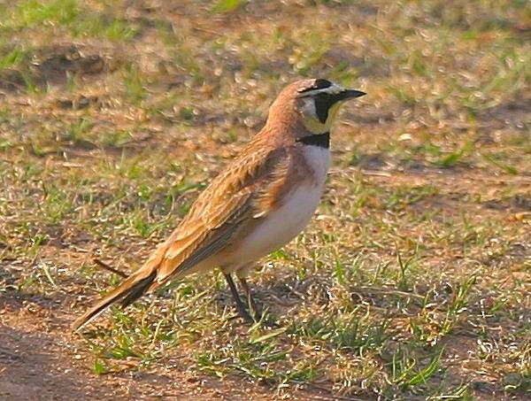 Horned Lark - ML384585111
