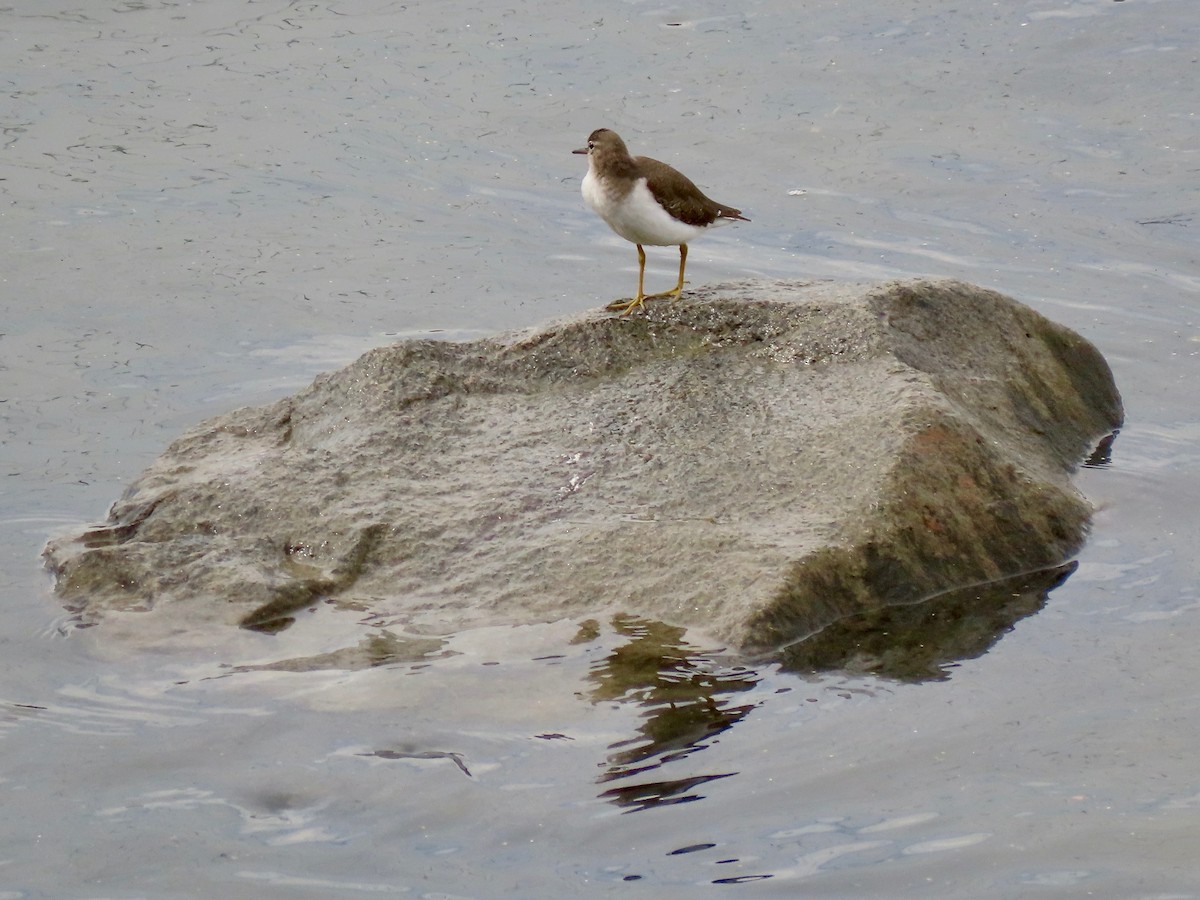 Spotted Sandpiper - ML384587561