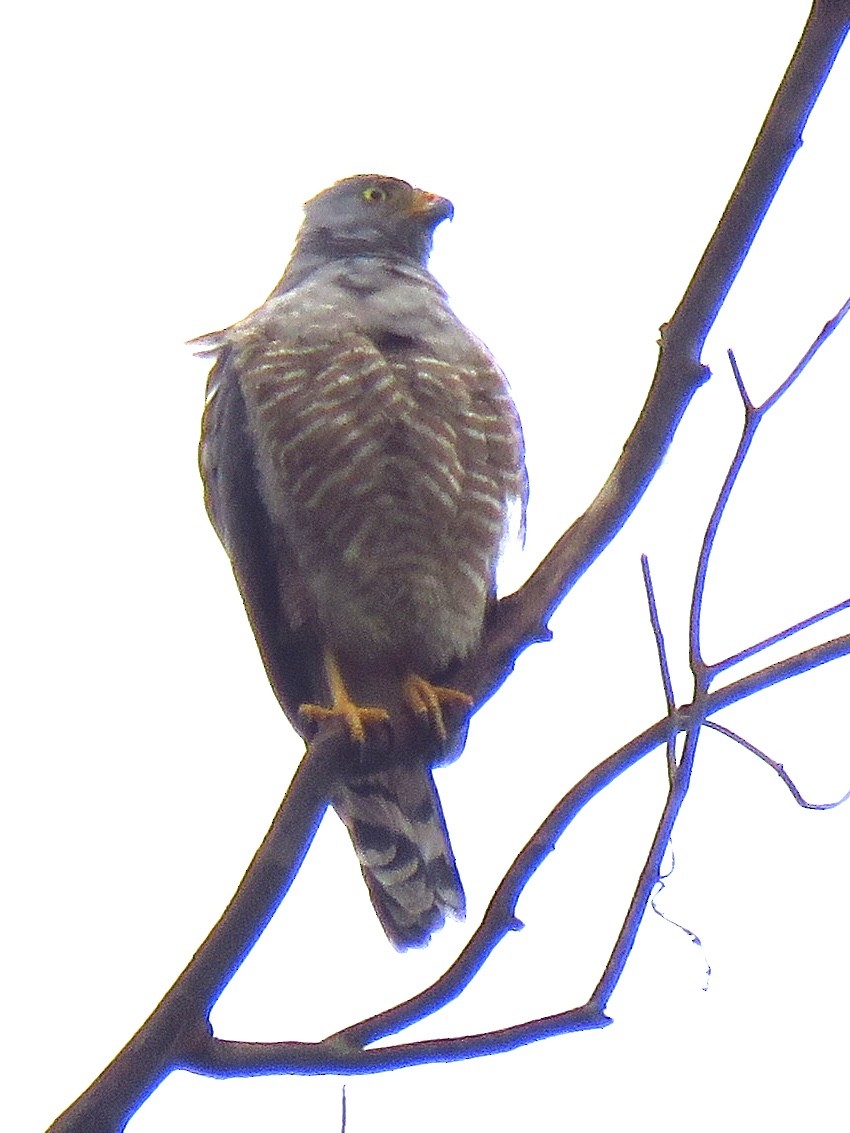 Roadside Hawk - Eric Wier